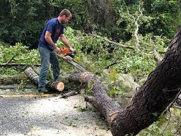 Best Tree and Shrub Care  in Mundys Corner, PA